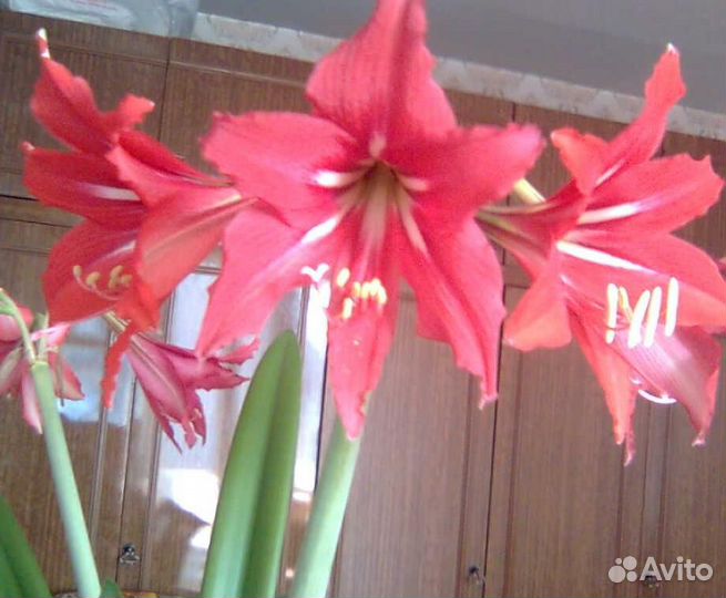 Гиппеаструм