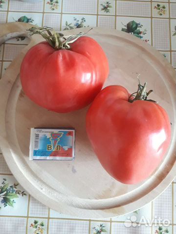 Семена коллекционных томатов