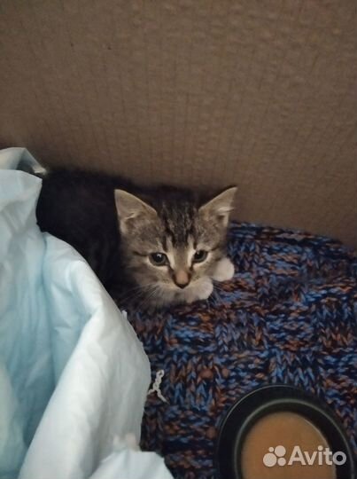 Котёнок, в добрые руки