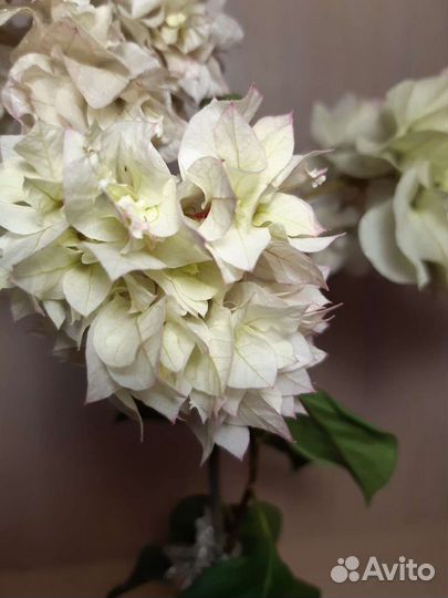 Комнатные цветы, бугенвиллия