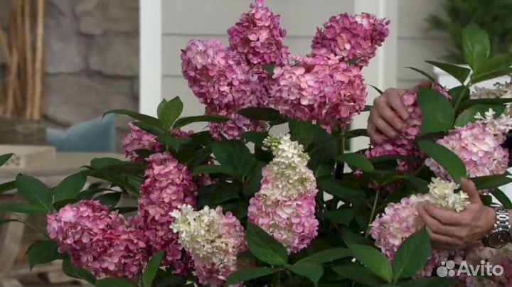 Гортензия Мега Минди