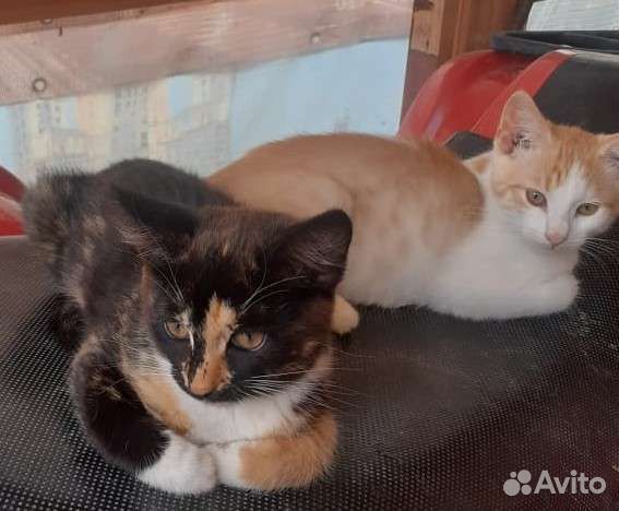 Рыжий котенок в добрые руки бесплатно