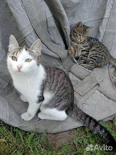 Кошка в дар бесплатно