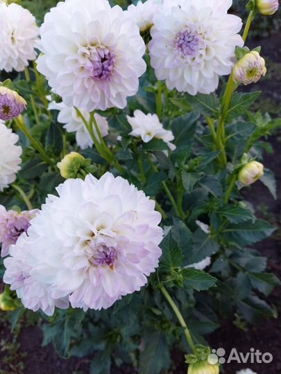 Растения для сада