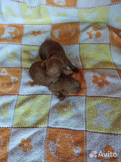 Щенки той пуделя