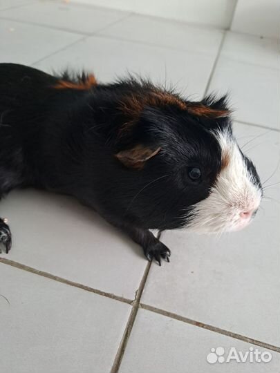 Морская свинка самец Вязка