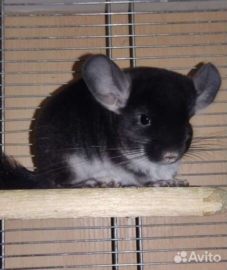 Шиншиллы ангоры, белые, чёрный жемчуг