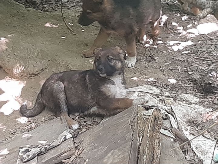 Собака в добрые руки