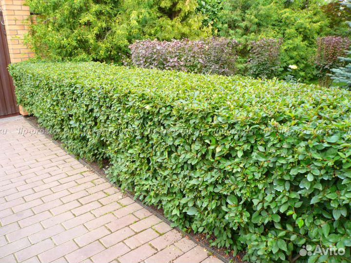 Саженцы кизильника блестящего