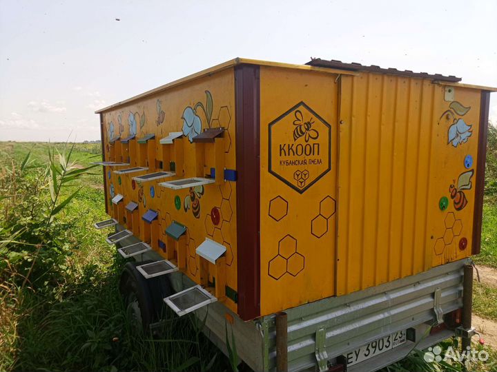 Хобби продажа пчёл и улии