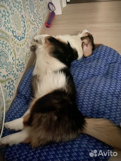 Вельш-корги кардиган