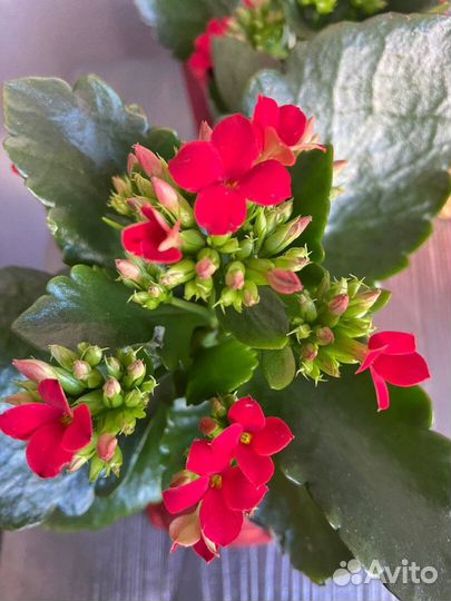 Черенки каланхоэ цветущего с корнями