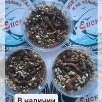 Китайский (Местный) морской червь