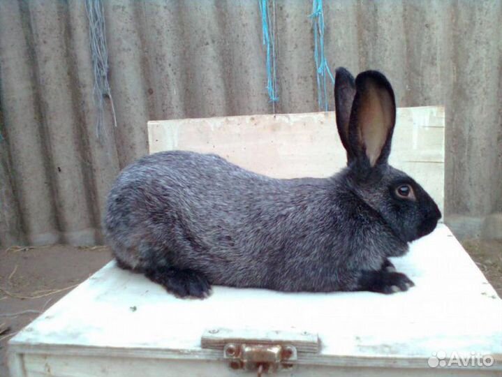 Кролики полтавское серебро