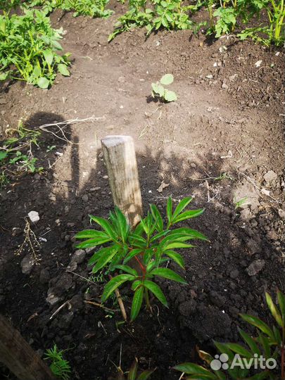 Пион сортовой Ник Шейлор