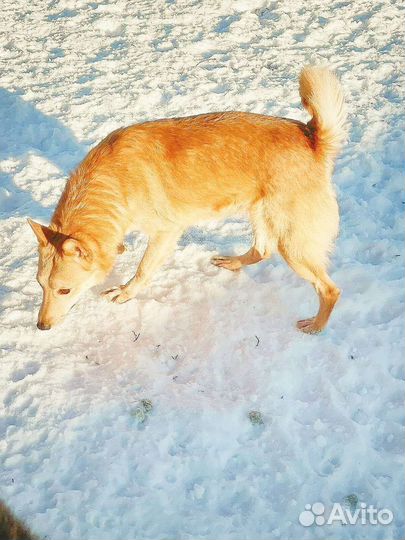 Собака в добрые руки