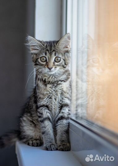 Котенок в добрые руки