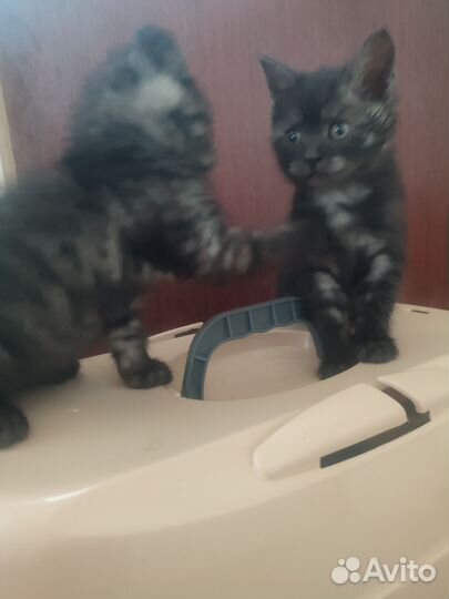 Шотландские котята