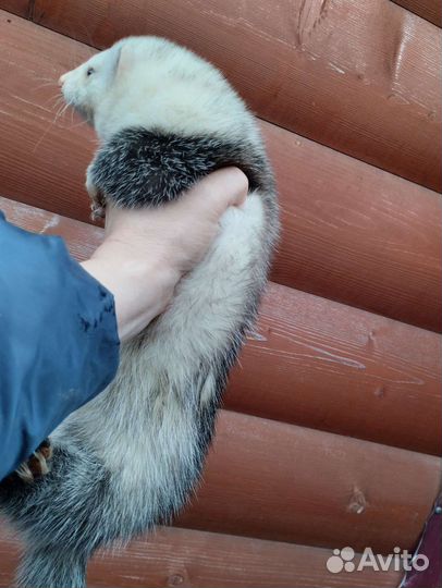 Хорек. Эксклюзив. Экзот. Доставка