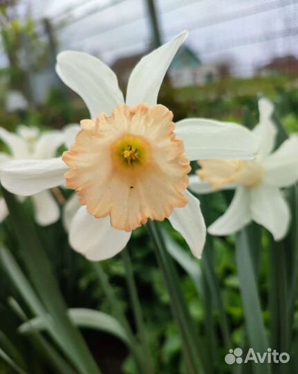 Нарцисс луковицы
