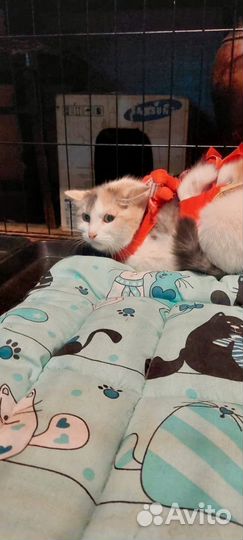 Кошка добрые руки