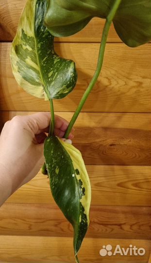 Филодендрон Маска