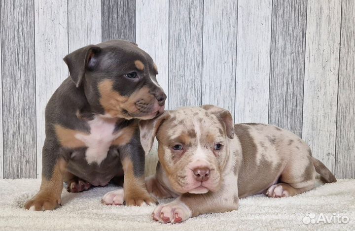 Американский булли покет