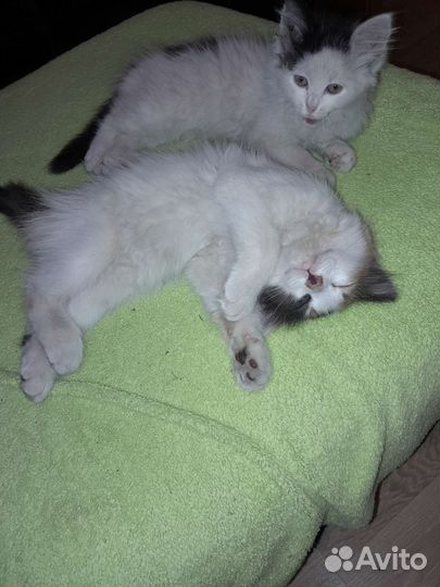 Кошка в дар бесплатно