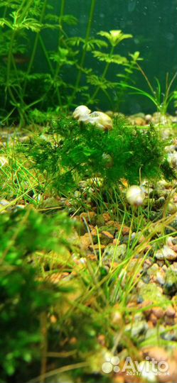 Улитка покемон