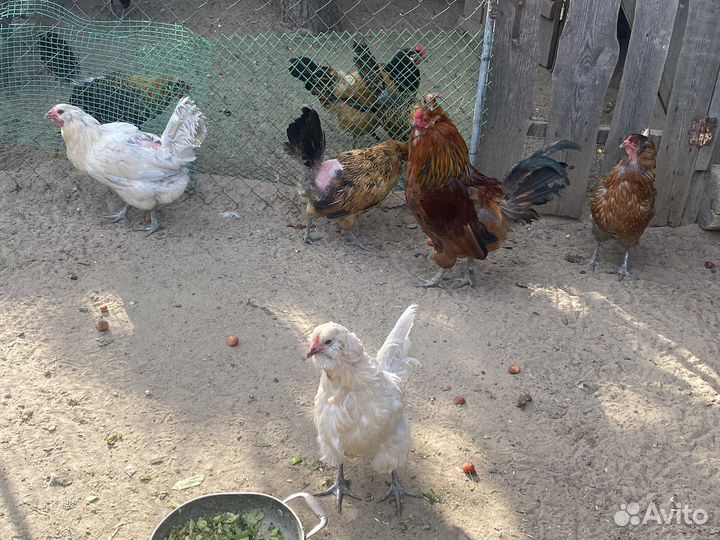 Куры амераукана вывод прошлое лето