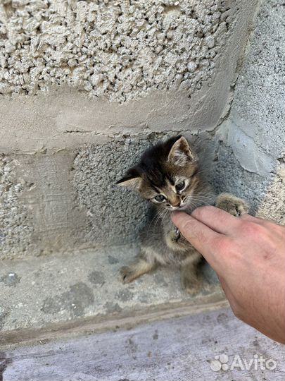 Котёнок бесплатно