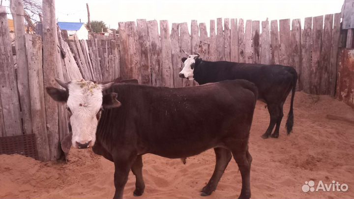 Корова с бычком костратый 100тысяч