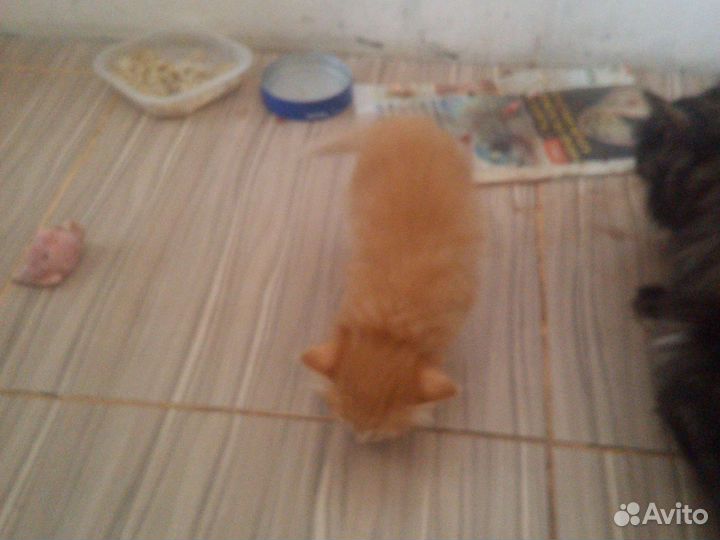 Кошка в дар бесплатно