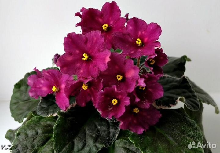 Сортовые фиалки (стартеры)