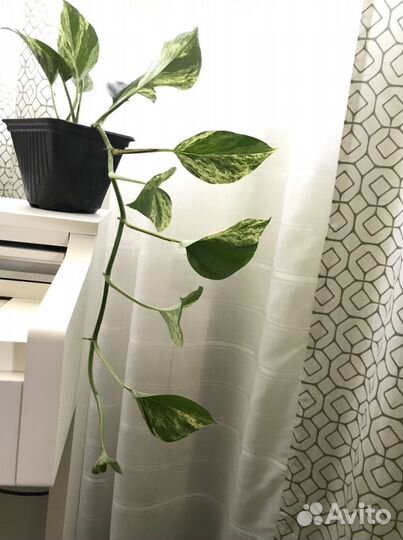 Сциндапсус эпипремнум