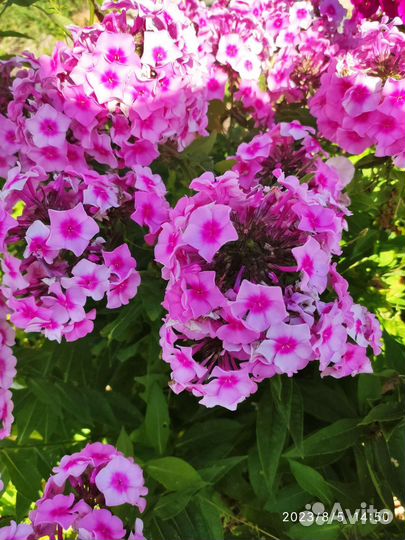 Многолетние цветы для сада, годжи, лекарств. травы