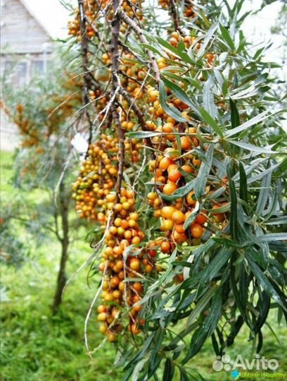 Саженцы малина, облепиха зимостойкие