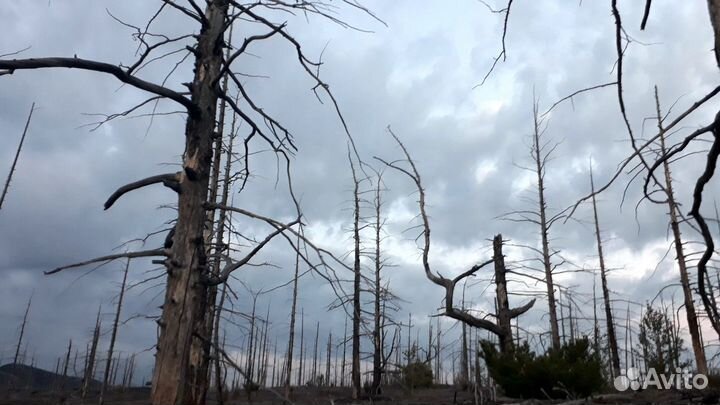 Камчатка: образовательный тур