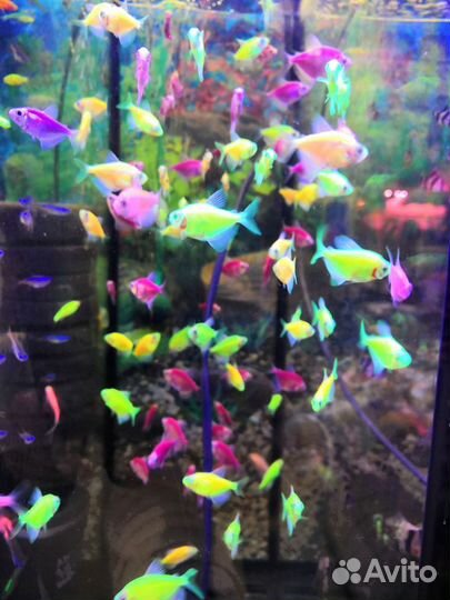 Аквариумные рыбки