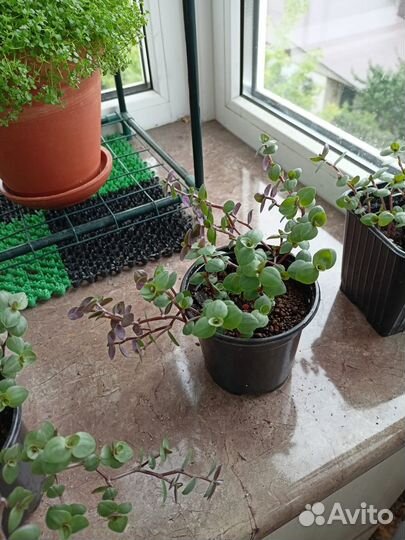 Каллизия ползучая