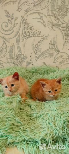 Рыжики в самые надёжные руки