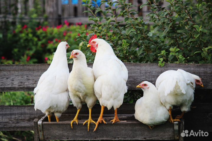 Куры несушки