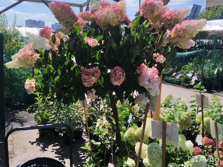 Гортензия фрайз мельба