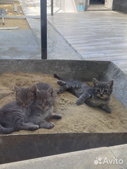 Котята