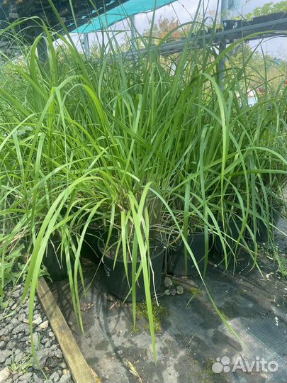 Злаки в ассортименте в горшках