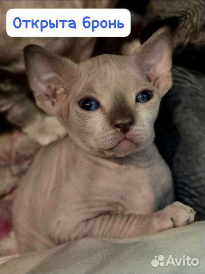 Канадский сфинкс