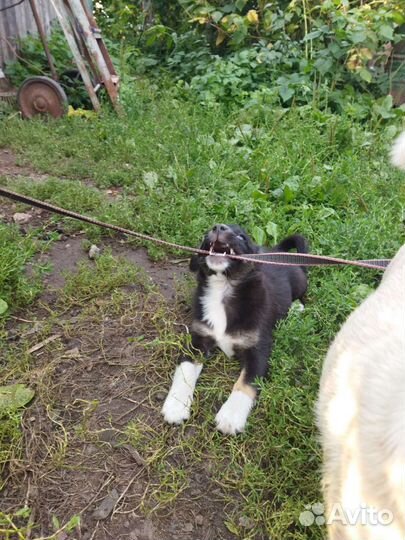 Щенок в добрые руки