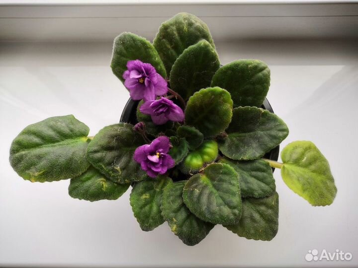 Сциндапсус Эхинопсис Алоэ-вера Фиалка