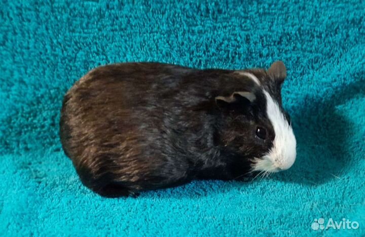 Морские свинки мальчики