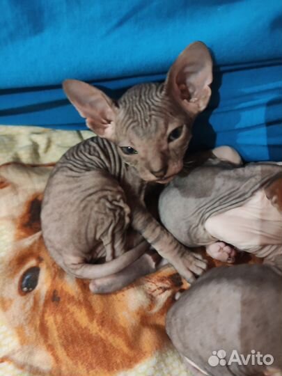Донской сфинкс котята